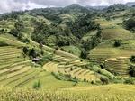Mù Cang Chải terraced rice fields receive 'Special National Heritage' title