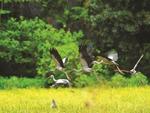 Saving Việt Nam's wild bird population