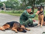 More than man's best friend: four-legged heroes