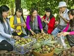 Bình Dương ripe fruit festival offers a bite at the cherry for tourists