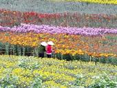 Mê Linh flowers as colourful tourist destination