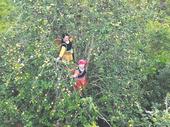 Táo mèo harvest season in Sơn La