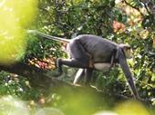 Conserving forests while saving endangered langurs