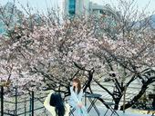 South Korea visitors love Việt Nam's ocean while Vietnamese chase cherry blossoms