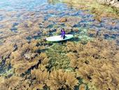 Discovering the enchanting seaweed fields of Hòn Khô Island