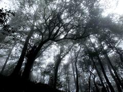 Primitive forest offers wild exploration