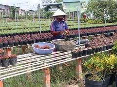 Flower farmers prepare for Tết holiday market