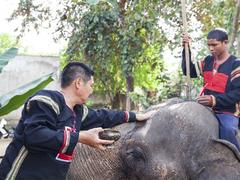 Herbalist fights to save last of the elephants