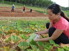Master interested in planting safe vegetables
