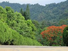 Forest chanting beauty lures tourists to central Taiwan