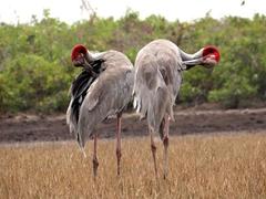 Saving the wetlands and a home for cranes