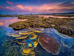 Coral snap wins tourism photo contest