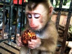Rare macaque rescued in Kon Tum