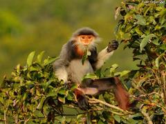Counting langurs in the forests