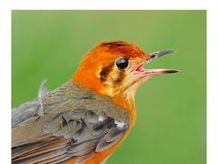Photo exhibition of bird species to celebrate National Day