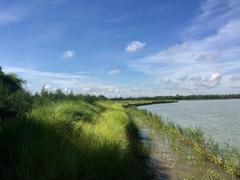 Hoi An river dyke takes its cue from nature