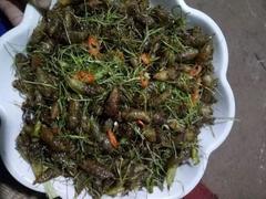 Biting into the bugs really is a must try dish for those who visit Sơn La