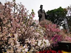Japanese cherry blossom festival to be held in Hà Nội