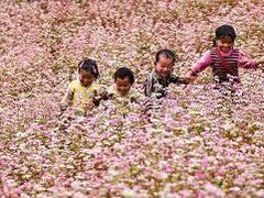 Buckwheat flower festival in Hà Giang