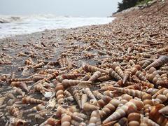 Beach in Bến Tre covered with horn snails for six months
