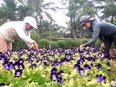 Delta’s flower growers prepare for Tết