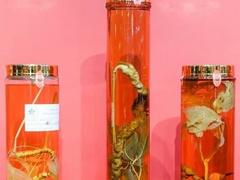 Ngọc Linh Ginseng Museum opens in HCM City