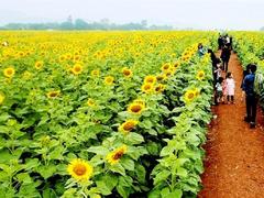Sunflower festival to draw tourists to Nghệ An