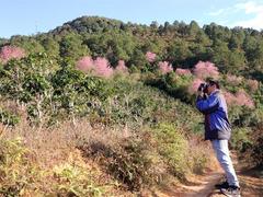 Cherry blossoms bloom in Central Highlands