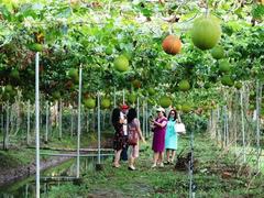 Agri-tourism attracts more visitors to Mekong Delta