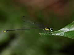 New damselfly species found in central Việt Nam