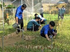 Quảng Trị students gain practical skills through experimental gardens