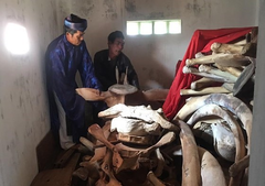 Lý Sơn Island to restore giant whale skeleton