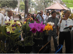 HCM City to hold first Orchid Festival