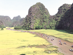 Festival features Tam Cốc in golden rice fields