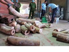 Prevention of illegal wildlife trade remains a tall order