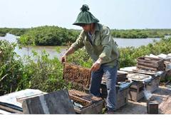 Nectar of the sea: Beekeepers making riches from the coastal mangrove