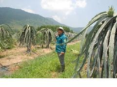 Fruit farmers strike it rich in northern Vietnam