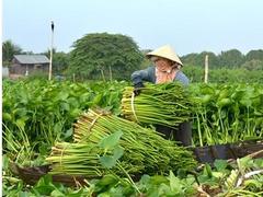 Making use of water hyacinth