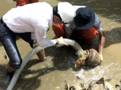 Excavation of ancient ship in Dung Quất Harbour halted