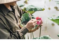 Organic lotus tea start-up focuses on quality first