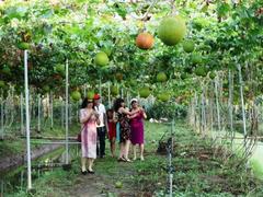 Trips to southern orchards popular in summer for urbanites