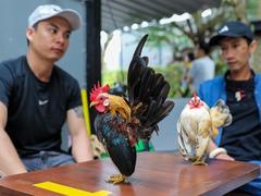 Get close with animals at pet coffee shop in HCM City