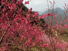 Peach blossom festival held in Lạng Sơn