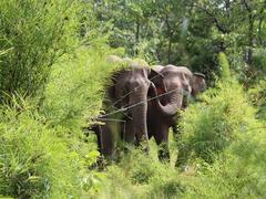 Life differs from lore for elephants
