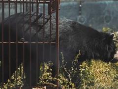 Short film released to help stop bear bile extraction
