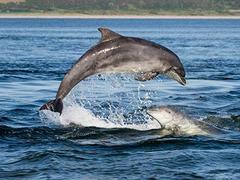 Dolphins return to Nha Trang, Bình Thuận beachs