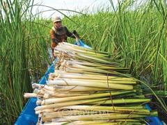 Bulrush cultivation offers stable income for farmers