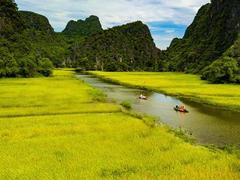 Yellow floating rice fields await tourists this week