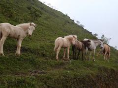In the kingdom of Hữu Kiên white horses