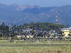 Thousands of Asian openbills forage for food in central VN